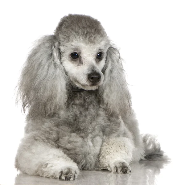 Fino köpeği (13 ay) — Stok fotoğraf