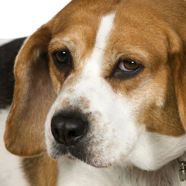 stock image Beagle (3 years)