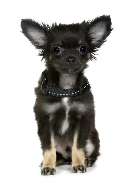 Chihuahua (3 mois ) — Photo