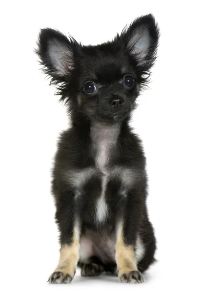 Chihuahua (3 maanden) — Stockfoto