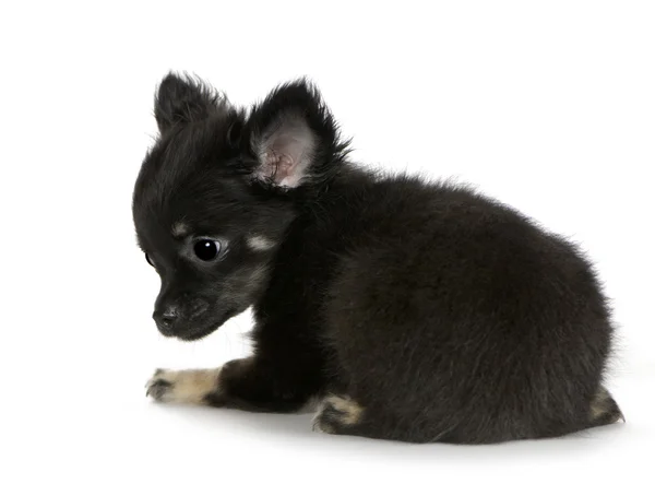 Chihuahua (3 meses ) — Fotografia de Stock