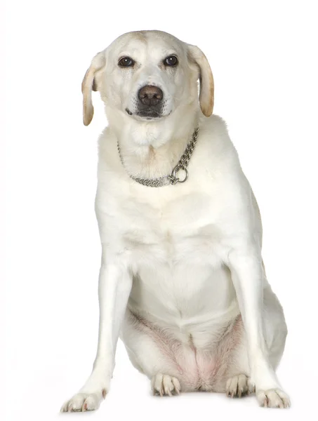 Labrador (11 jaar) — Stockfoto