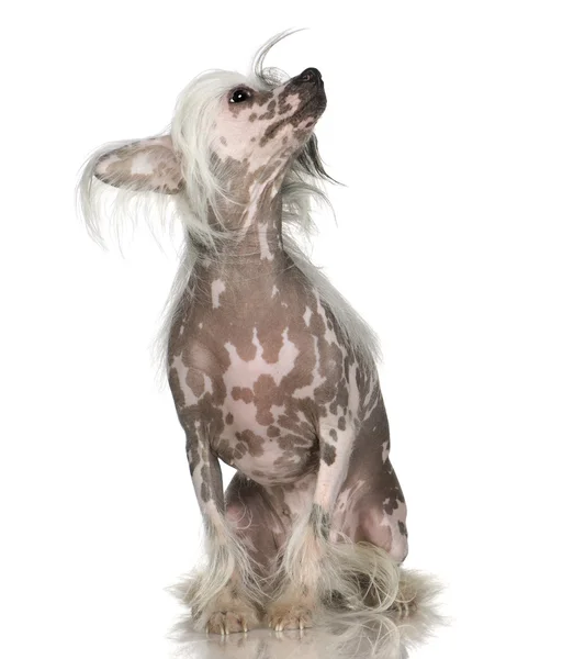 中国的凤头的狗-无毛 — 图库照片