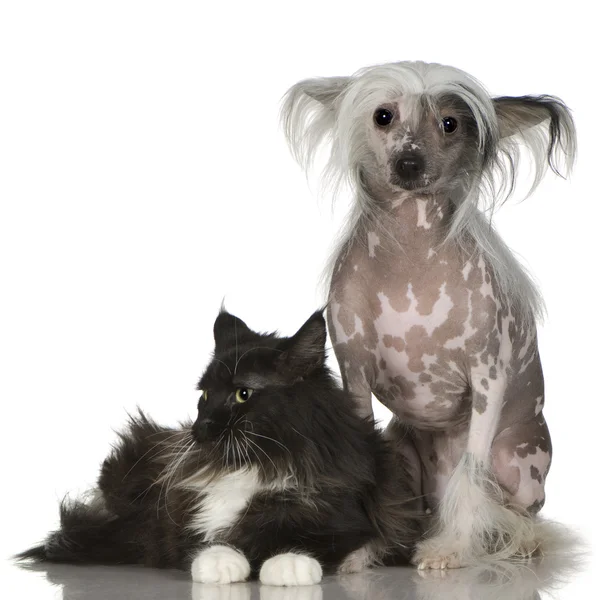 Chinese Crested Dog - Hairless and maine coon — Stock Photo, Image
