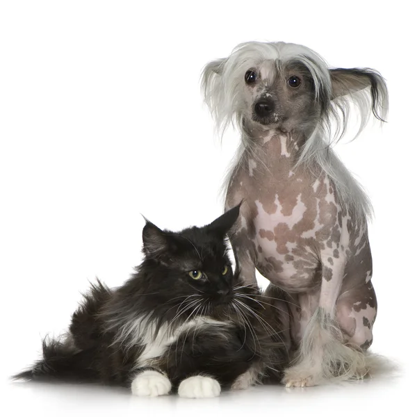 中国語の紋付き犬 - 毛とメインあらいくま — ストック写真