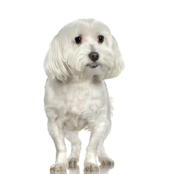 Malteser Hund (3 Jahre)) — Stockfoto