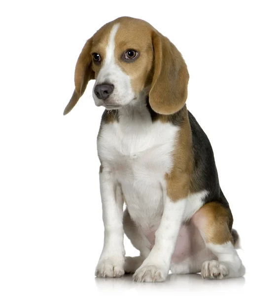 Beagle (5 เดือน ) — ภาพถ่ายสต็อก