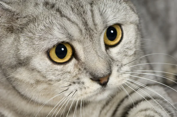 Brasileño Shorthair gato — Foto de Stock