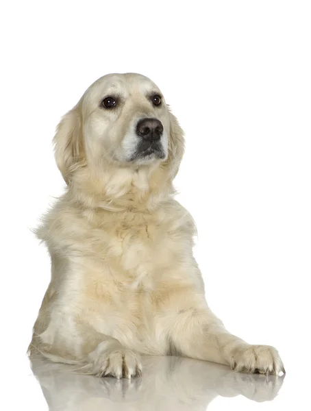 ラブラドル ・ レトリーバー犬クリーム (3 年) — ストック写真