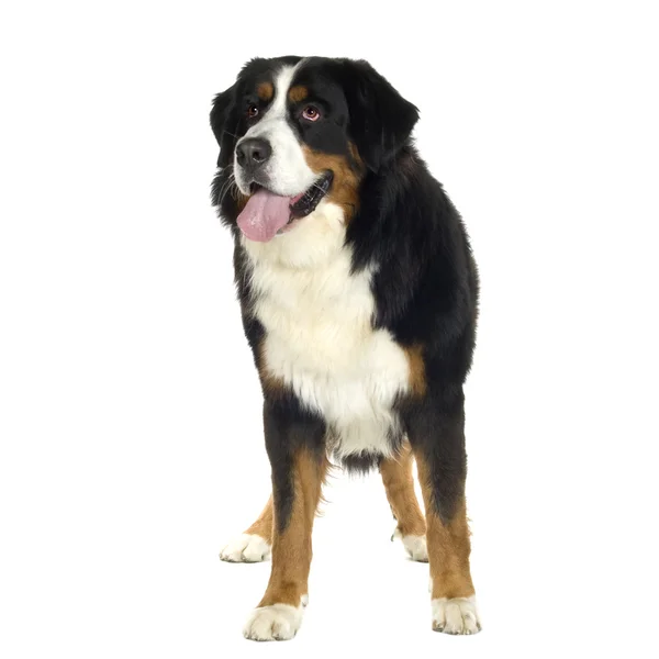 Berner Sennenhund (10 Jahre)) — Stockfoto