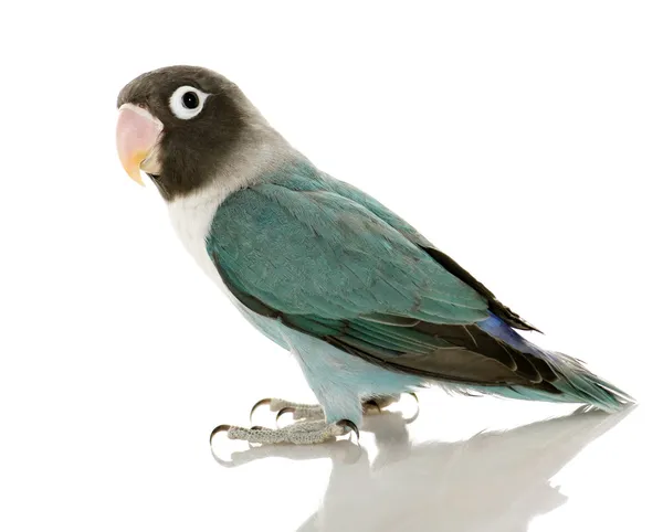 Синій замасковані невеликий папуга - Agapornis personata — стокове фото