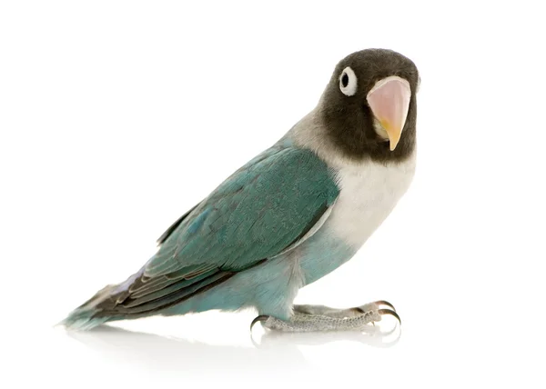 Modré masked lovebird - agapornis personata — Stock fotografie