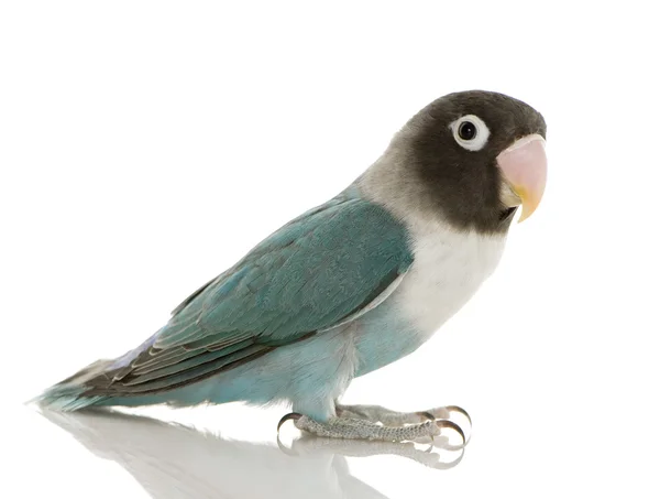 Lovebird mascarado azul - Agapornis personata — Fotografia de Stock