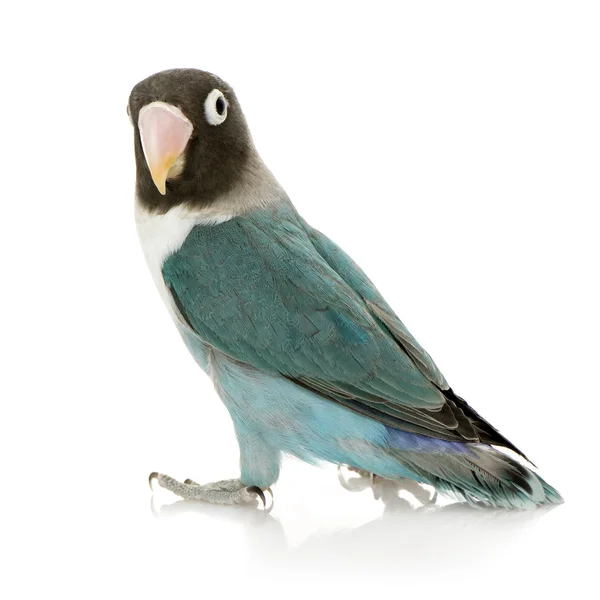 Maschera blu Lovebird - Agapornis personata — Foto Stock