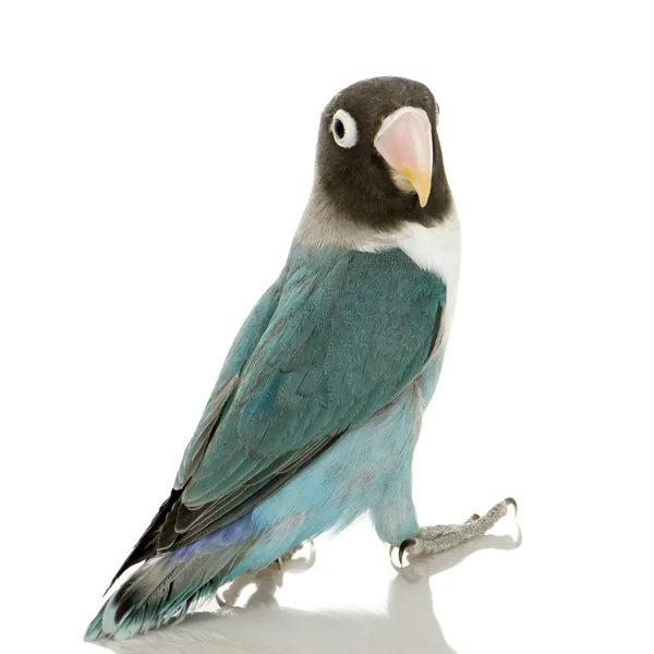 Blue Mask Lovebird - Agapornis personata — стоковое фото