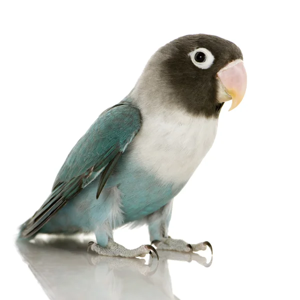 Lovebird mascarado azul - Agapornis personata — Fotografia de Stock