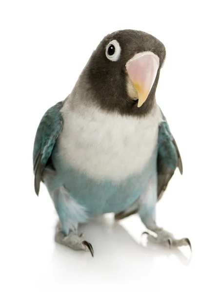 Blue Masked Lovebird - Agapornis personata — Stock Photo, Image