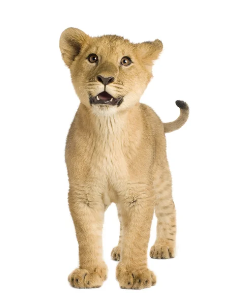 Lion Cub (5 månader) — Stockfoto