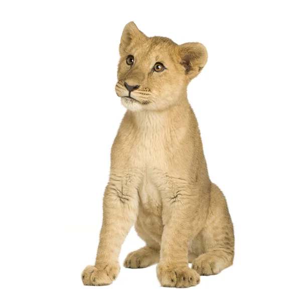 Lion Cub (5 maanden) — Stockfoto