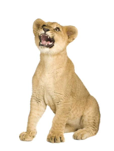 ライオンの赤ちゃん (5 ヶ月) — ストック写真