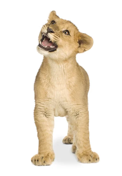 Lion Cub (5 månader) — Stockfoto