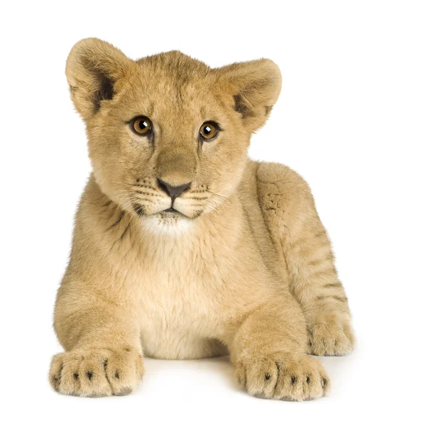 Filhote de Leão (5 meses ) — Fotografia de Stock