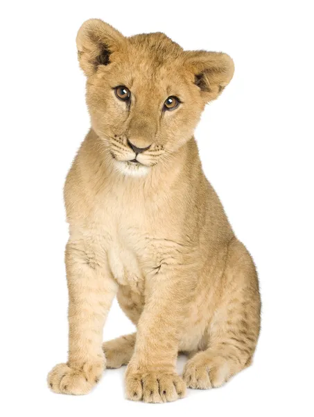 Lion Cub (5 maanden) — Stockfoto
