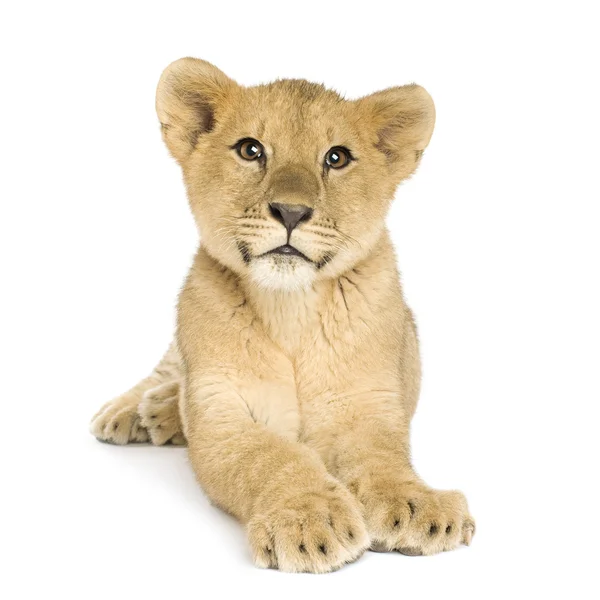 Lion Cub (5 mois ) — Photo