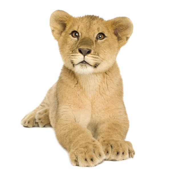 Lion Cub (5 mois ) — Photo