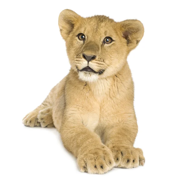 Løveunge (5 måneder ) - Stock-foto