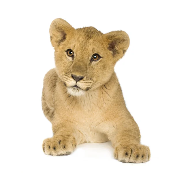 Cachorro león (5 meses ) —  Fotos de Stock