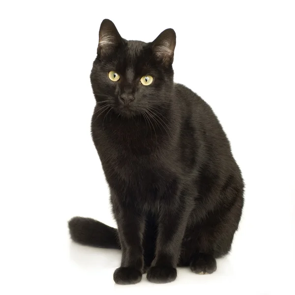 Zwarte kat — Stockfoto