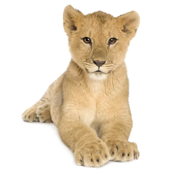 ライオンの赤ちゃん (5 ヶ月) — ストック写真