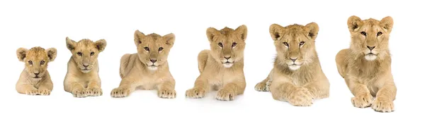 Filhote de leão crescendo de 3 a 9 meses na frente de um backgrou branco — Fotografia de Stock