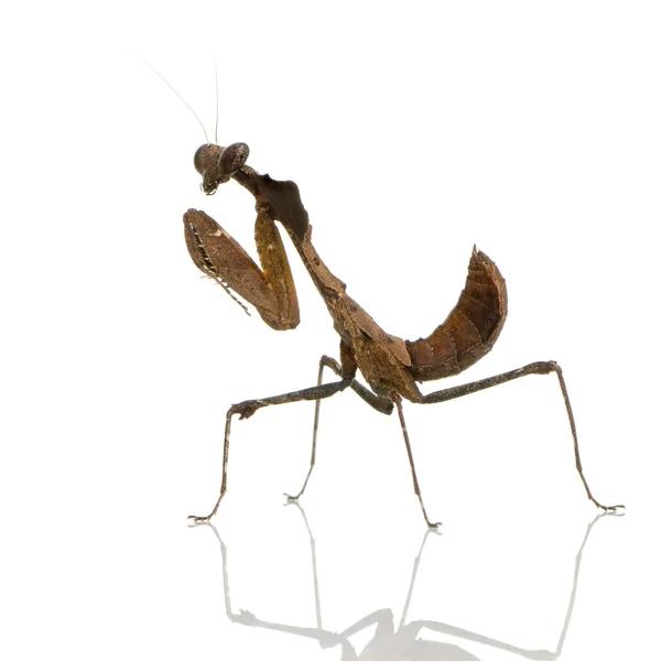Ung praying mantis - deroplatys desiccata — Stockfoto