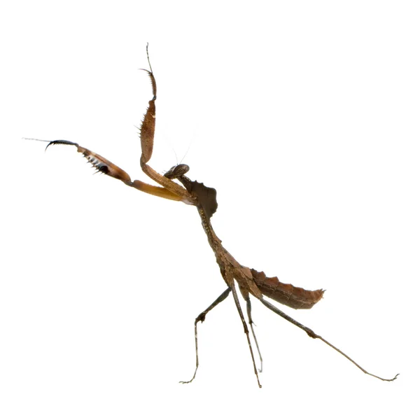 Ung praying mantis - deroplatys desiccata — Stockfoto
