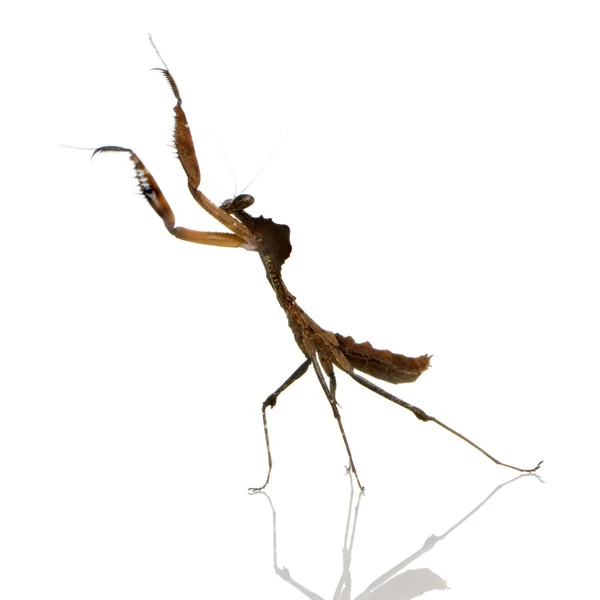 Joven mantis religiosa - Deroplatys desiccata —  Fotos de Stock