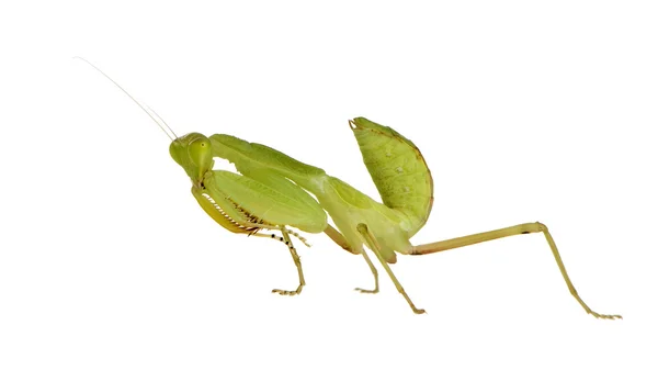Young praying mantis - Sphodromantis lineola — Stock Photo, Image