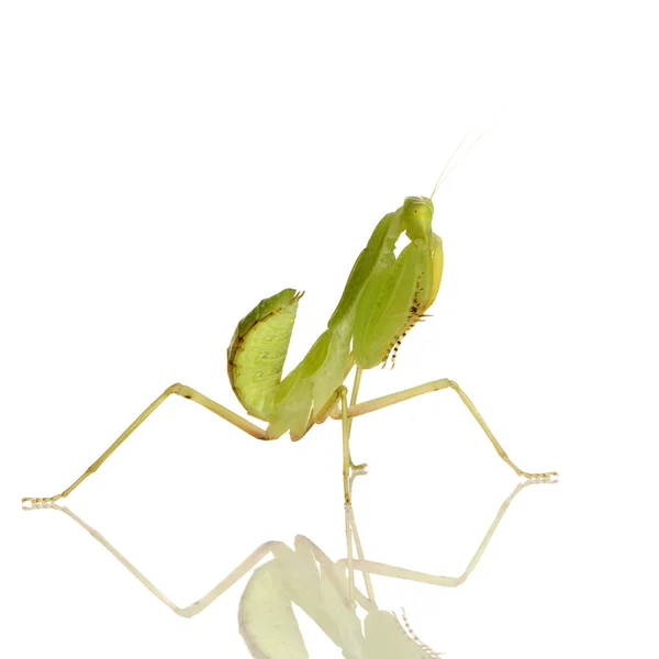 Ung praying mantis - sphodromantis lineola — Stockfoto