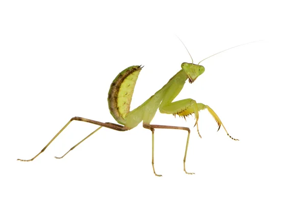 Joven mantis religiosa - Sphodromantis lineola —  Fotos de Stock