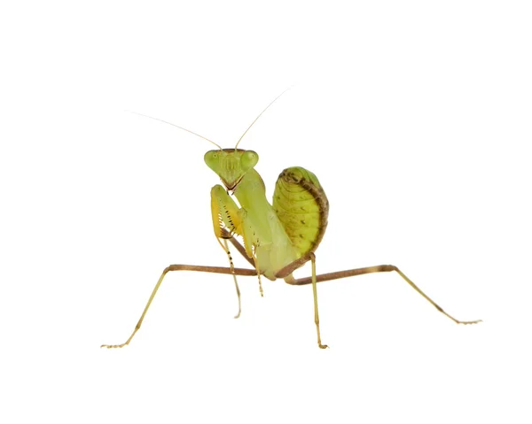 Ung bedende mantis - Sphodromantis lineola - Stock-foto