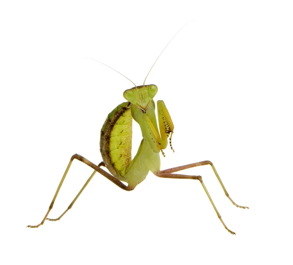Ung bedende mantis - Sphodromantis lineola - Stock-foto