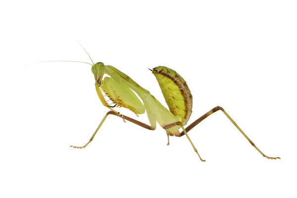 年轻螳螂-sphodromantis lineola — 图库照片