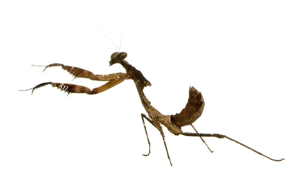 年轻螳螂-该类 desiccata — 图库照片