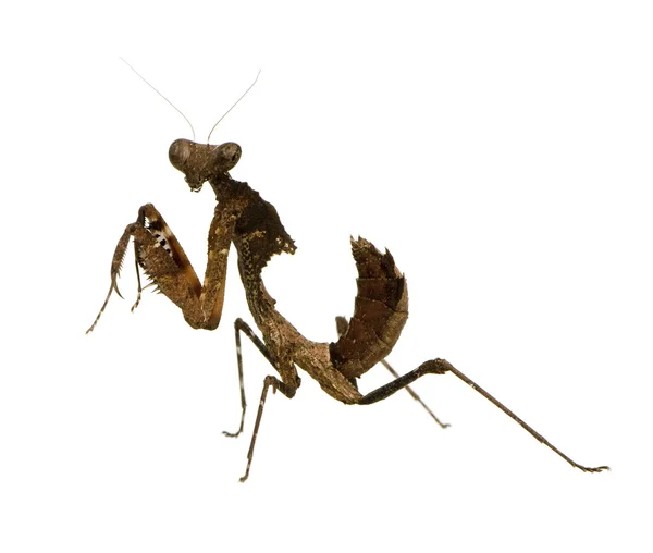 Young praying mantis - Deroplatys desiccata — Stock Photo, Image
