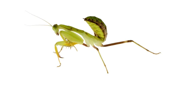 Молодой богомол - Sphodromantis lineola — стоковое фото