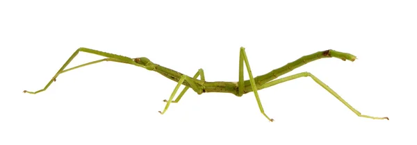 Stick insect, Phasmatodea - pharnacia ponderasa — Stock Photo, Image