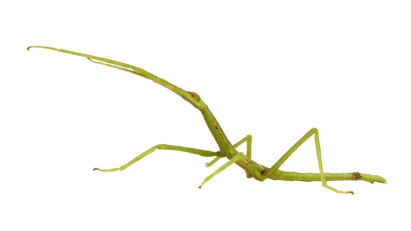 Έντομο ραβδί, Φασματώδη - pharnacia ponderasa — Φωτογραφία Αρχείου