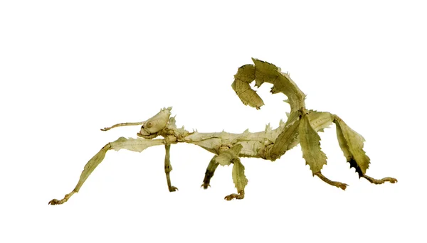 竹节虫目-extatosoma tiaratum — 图库照片