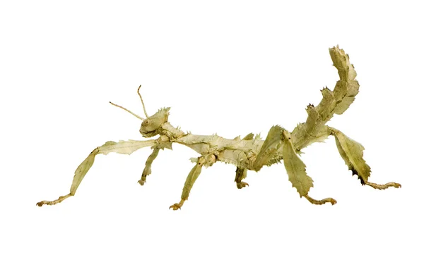 Pinnen insekt, phasmatodea - extatosoma tiaratum — Stockfoto